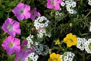 Handout/Norman Winter/TNS