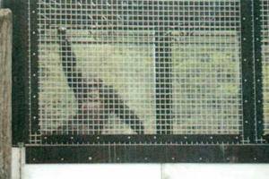 Nonhuman Rights Project/TNS/TNS