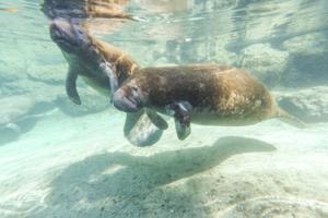 Patrick Connolly/Orlando Sentinel/TNS