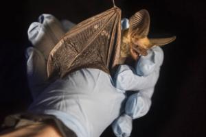 Benjamin Hager/Las Vegas Review-Journal/TNS