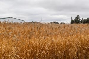 Dominic Di Palermo/Chicago Tribune/TNS