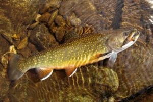 Richard Gunion/Dreamstime/TNS