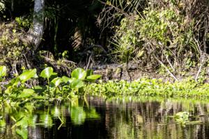 Patrick Connolly/Orlando Sentinel/TNS