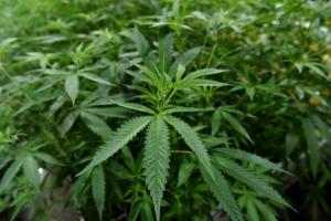 Brad Horrigan/TNS/TNS