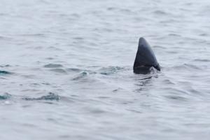 Dreamstime/Dreamstime/TNS