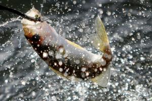 David Joles/The Minnesota Star Tribune/TNS