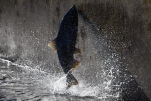 Hector Amezcua/The Sacramento Bee/TNS