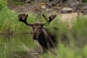 Jeff Wheeler/The Minnesota Star Tribune/TNS