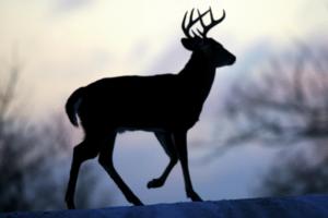 BRIAN PETERSON/The Minnesota Star Tribune/TNS