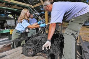 Red Huber/Orlando Sentinel/TNS