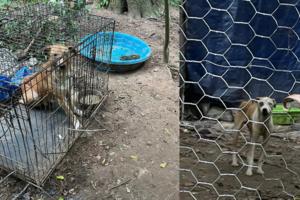 GDA Communications/Georgia Department of Agriculture/TNS