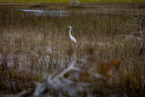 Jose A. Iglesias/Miami Herald/TNS