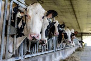 Dominic Di Palermo/Chicago Tribune/TNS