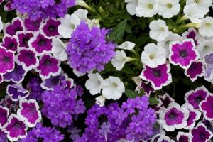 Norman Winter/Norman Winter/TNS