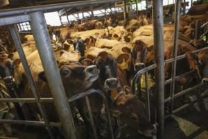 Ivy Ceballo/The Seattle Times/TNS