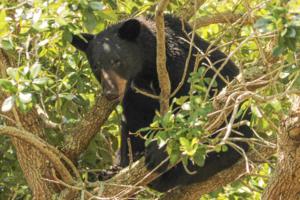 Roger Simmons/Orlando Sentinel/TNS