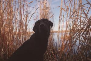 Dennis Anderson/Minneota Star Tribune/TNS