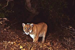 US National Park Service/ZUMA Press Wire/TNS