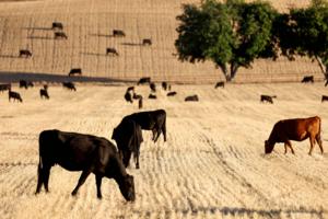 Mario Tama/Getty Images North America/TNS