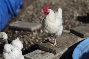 Eileen T. Meslar/Chicago Tribune/TNS