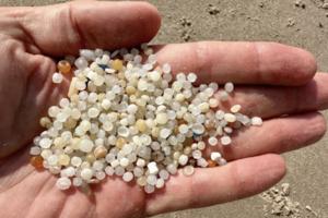 Turtle Island Restoration Network/Turtle Island Restoration Network/TNS