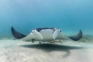 Bryant Turffs/The Florida Manta Project/TNS