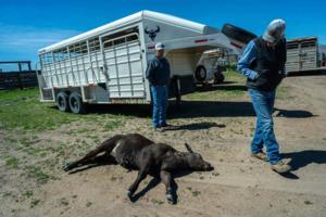 Renee Byer/The Sacramento Bee/TNS