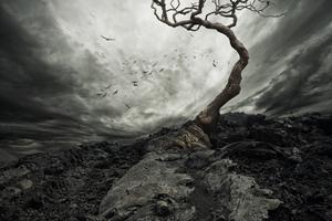 Lonely tree. Dreamstime/TCA