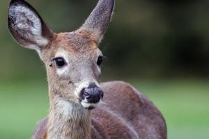 Matt Stone/Boston Herald/TNS