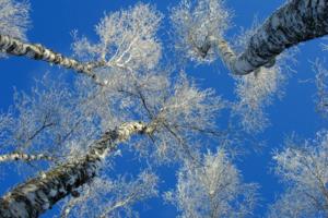 Brian Peterson/The Minnesota Star Tribune/TNS