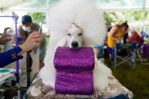 Timothy A. Clary/AFP/Getty Images North America/TNS