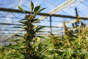 Cecilia Sanchez/AFP/GETTY IMAGES NORTH AMERICA/TNS