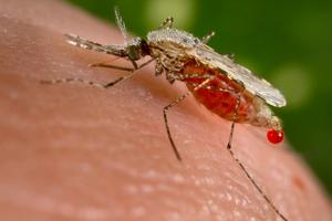 Malaria is transmitted to people by mosquitoes infected with a parasite from the _Plasmodium_ family.  Jim Gathany via CDC/Dr. William Collins