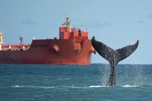 Whales have become increasingly common in regions such as the northern coast of São Paulo, which also has heavy ship traffic. Julio Cardoso/Projeto Baleia à Vista