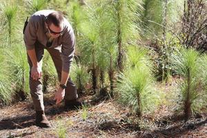 A land manager examines young longleaf pines, some in their grassy phase, in a private forest in South Carolina. AP Photo/James Pollard