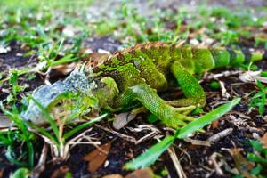 Joe Cavaretta/South Florida Sun Sentinel/TNS