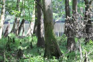 Sammy Fretwell/The State/TNS