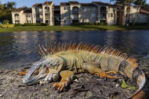 Matias J. Ocner/Miami Herald/TNS