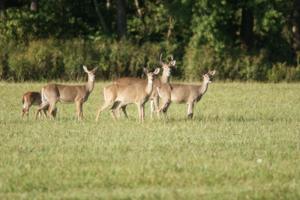 Dreamstime/Dreamstime/TNS