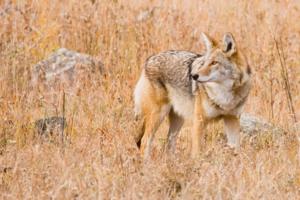 Dreamstime/Dreamstime/TNS