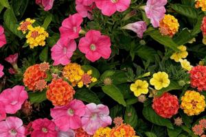 Norman Winter/Norman Winter/TNS