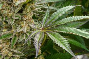 Jerry Jackson/Baltimore Sun/TNS