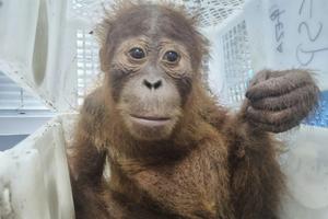 A baby orangutan was seized by Thai police in an anti-trafficking operation in May 2025. Thai police Central Investigation Bureau via AP