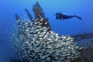 A school of grunts on a sunken World War II German submarine in the Atlantic Ocean off North Carolina. Karen Doody/Stocktrek Images via Getty Images