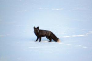 California Department of Fish and Wildlife/California Department of Fish and Wildlife/TNS