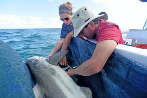 Mark Randall/Sun Sentinel/TNS