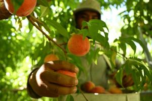 RJ Sangosti/The Denver Post/TNS