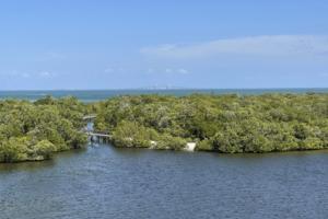 Mari Faiello/Tampa Bay Times/TNS