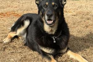 Thomasville Police Department/Thomasville Police Department/TNS