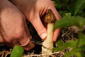 Anthony Souffle/The Minnesota Star Tribune/TNS